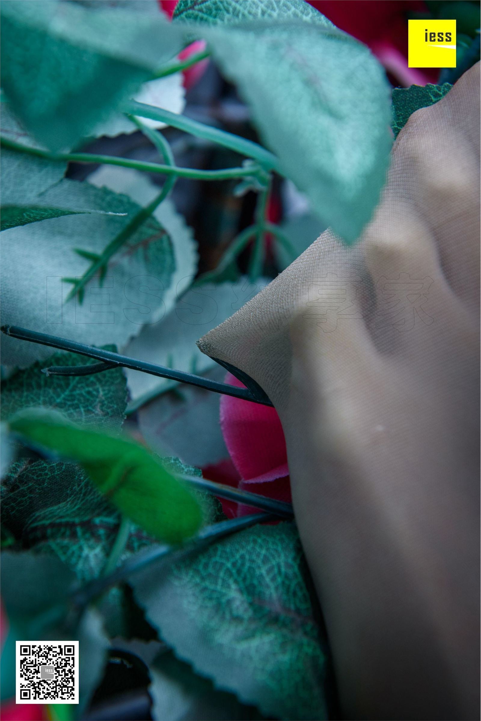 [IESS异思趣向]2018-02-01 No.161婉萍《玫瑰与肉丝》